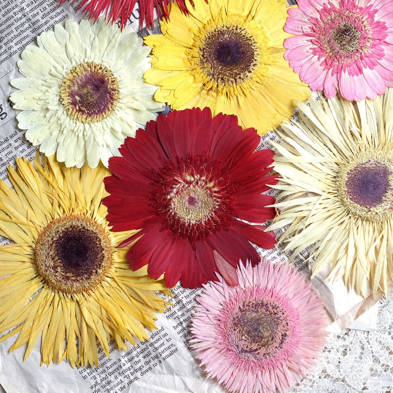 Resin Craft Ideas - 1 pièces/7-9 cm, fleurs séchées de