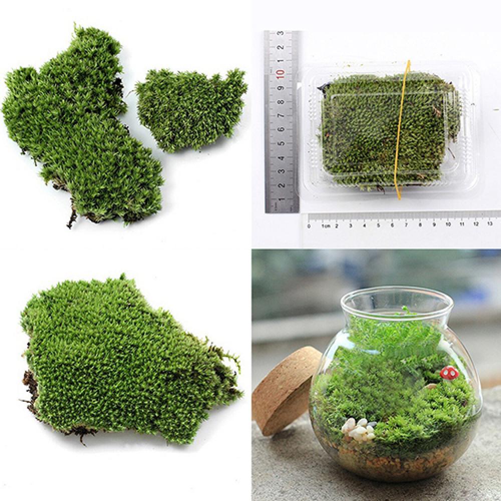 Plante verte artificielle en m - Terrarium Moss Art avis et prix
